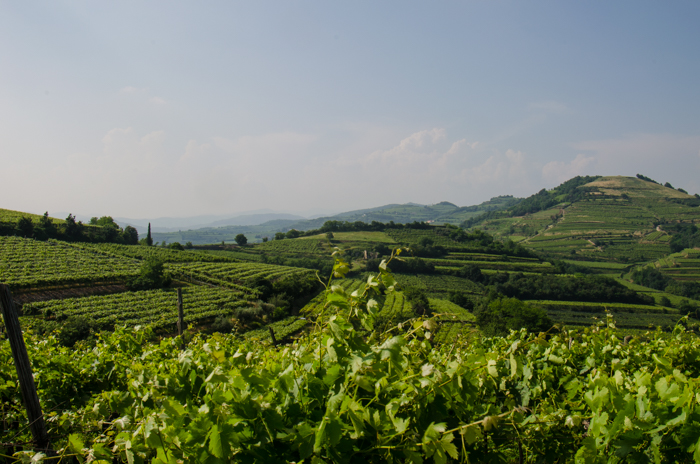 Walk and Wine in the Veneto - Prà Soave and Valpolicella | Italian Food ...
