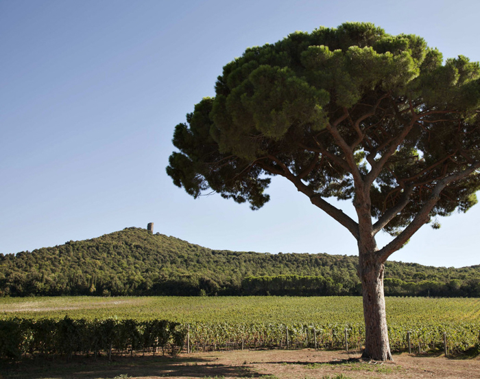 guado-al-tasso-vineyard-private-wine-tours-italiaoutdoors